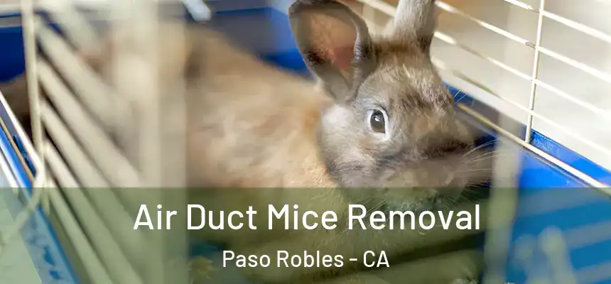 Air Duct Mice Removal Paso Robles - CA